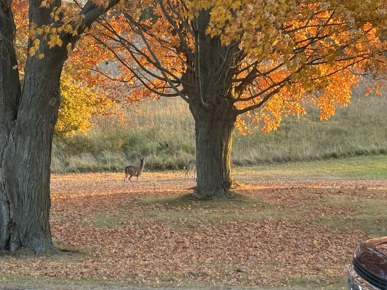 Deer under fall maples