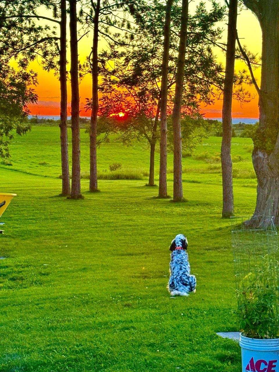 Farm dog watching sunset