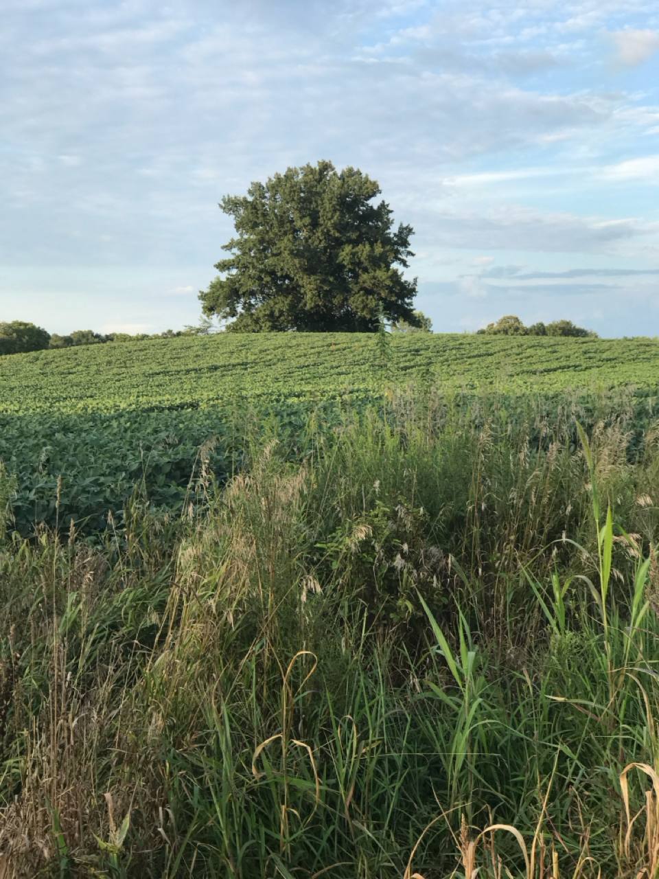 Lone tree on hilltop with green fields