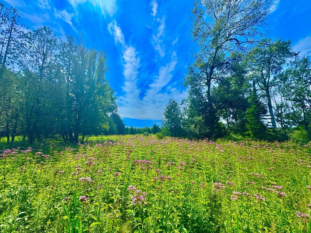 Wildflower meadow under big sky