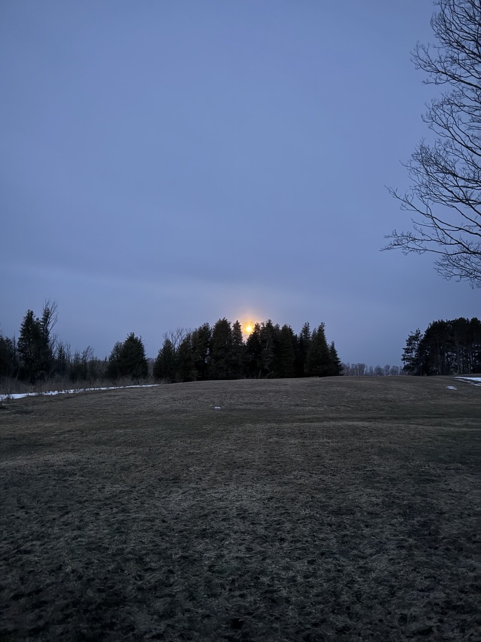 Moonrise through pines at dusk
