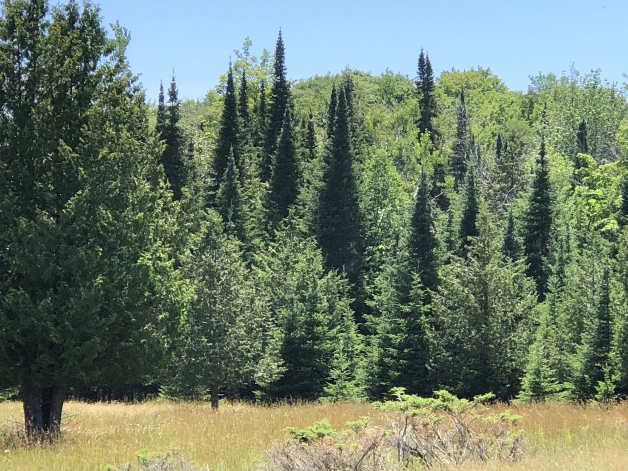 Spruce and pines with golden field